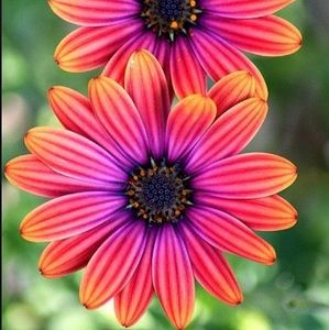 Meet your Posher, Jean